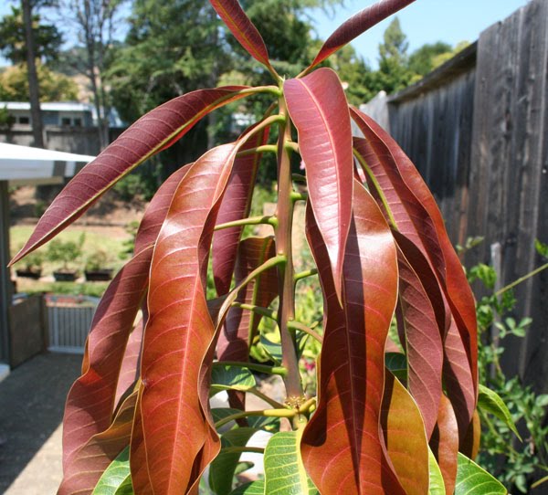 Northern California Mango Tree Update: Carrie, Lancetilla, Glen ...